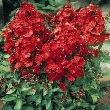 Phlox paniculata 'Tenor'
