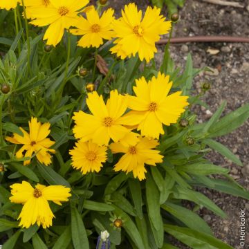 Coreopsis grandiflora Mayfield Giant