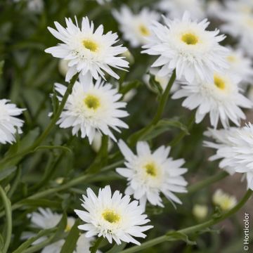 Leucanthemum maximum Wirral Supreme  - Margherita doppia a grandi fiori