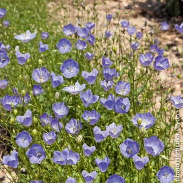Campanula carpatica