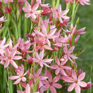 Schizostylis (Hesperantha) coccinea Rubra Schizostylis (Hesperantha) coccinea Rubra