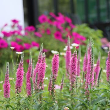 Veronica spicata Rosea