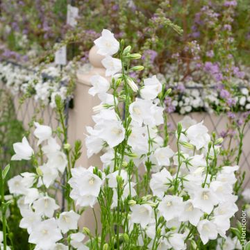 Campanula persicifolia Alba  o Campanula a foglie di pesco bianca