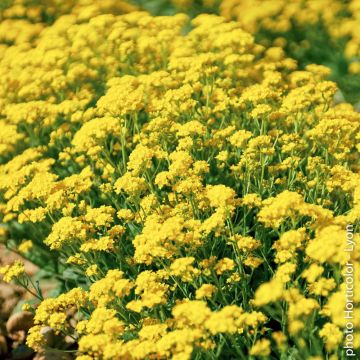 Alisso Giallo Saxatile Alisso Giallo Saxatile
