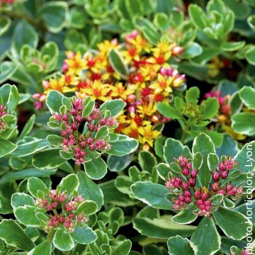 Sedum Kamtschatka Variegato