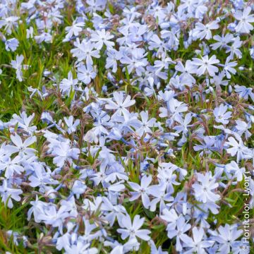 Phlox nana Blu