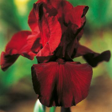 Iris a grandi fiori Spartan Iris a grandi fiori Spartan