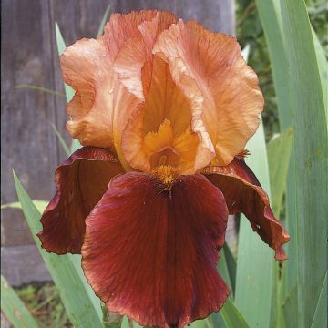 Iris a grandi fiori Natchez Trace