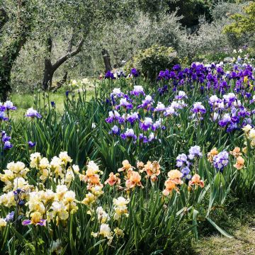 Iris a Grandi Fiori in mix Iris a Grandi Fiori in mix