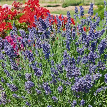 Lavanda vera o Lavandula angustifolia Ellagance Purple Lavanda vera o Lavandula angustifolia Ellagance Purple