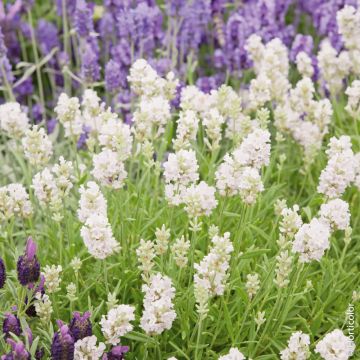 Lavanda vera o Lavandula angustifolia Ellagance Snow Lavanda vera o Lavandula angustifolia Ellagance Snow
