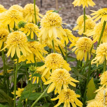 Rudbeckia doppia Lemon Drop o Echinacea purpurea