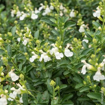 Salvia arbustiva bianca o Salvia greggii MIRAGE TM White