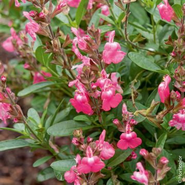 Salvia arbustiva rosa o Salvia greggii MIRAGE TM Pink