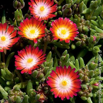 Pourpier vivace ou Delosperma LIDO ® Magenta Orange White Pourpier vivace ou Delosperma LIDO ® Magenta Orange White
