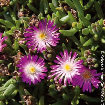 Delosperma vivace LIDO ® Magenta White Eye Delosperma vivace LIDO ® Magenta White Eye