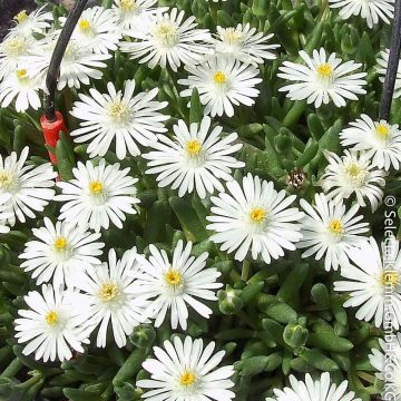 Pourpier vivace ou Delosperma LIDO ® White Pourpier vivace ou Delosperma LIDO ® White