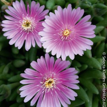 Pourpier vivace ou Delosperma LIDO ® Pink Pourpier vivace ou Delosperma LIDO ® Pink