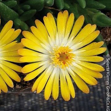 Pourpier vivace ou Delosperma LIDO ® Yellow With Eye Pourpier vivace ou Delosperma LIDO ® Yellow With Eye