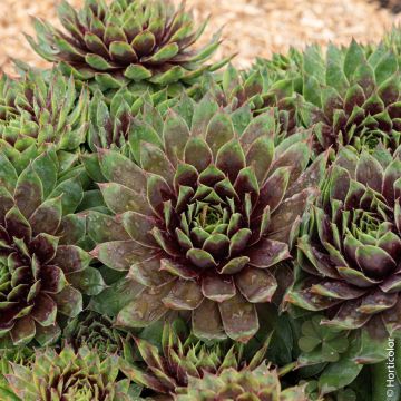 Jovibarba o Sempervivum CHICK CHARMS ® Cranberry Cocktail