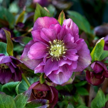 Rosa di Natale Doppia Ellen Pink Rosa di Natale Doppia Ellen Pink
