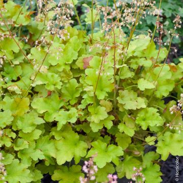 Heuchera LIME MARMALADE ®