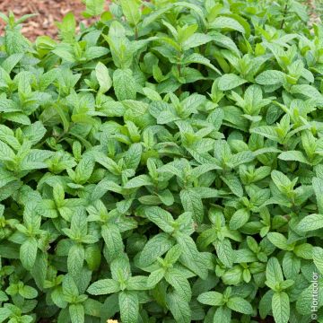 Menta verde o Menta spicata o Menta viridis