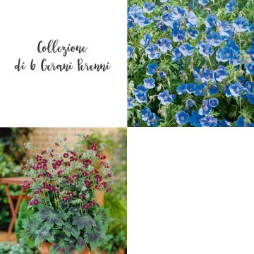 Collezione di 6 Gerani Perenni