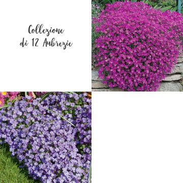 Collezione di 12 Aubrezie