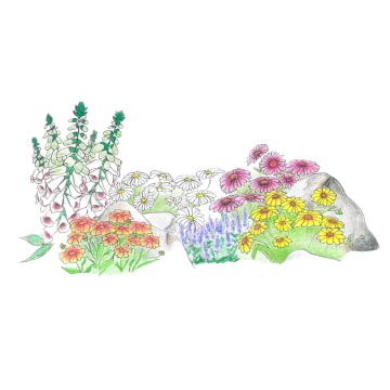 Collezione piante perenni per cespuglie e mazzi