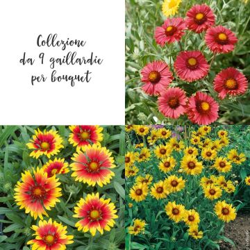 Collezione da 9 gaillardie per bouquet Collezione da 9 gaillardie per bouquet