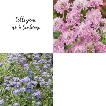 Collezione di 6 Scabiose Collezione di 6 Scabiose