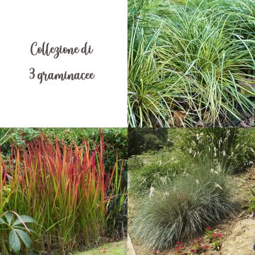 Collezione di graminacee