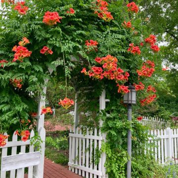 Bignonia o Campsis X tagliabuana 'Madame Galen'