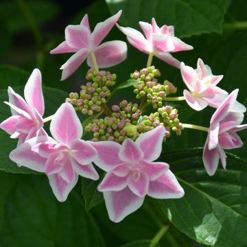 Ortensia macrophylla STAR GAZER ® Kompeito