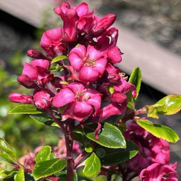 Escallonia nana Red Dream