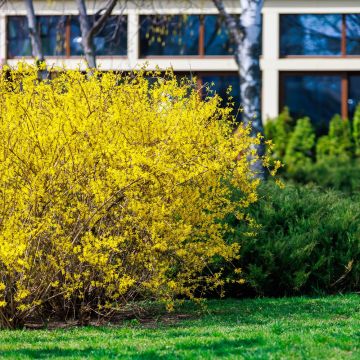 Forsizia WEEK-END ® Courtalyn