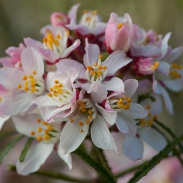Choisya Ternata o Arancio del Messico Apple Blossom