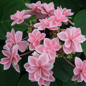 Ortensia macrophylla o Hydrangea macrophylla Tinkerbell