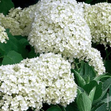 Ortensia arborescente Annabelle