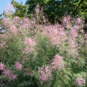 Tamerice a fioritura estiva