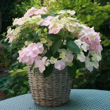 Ortensia ibrida o Hydrangea X scandens FRENCH BOLERO ®