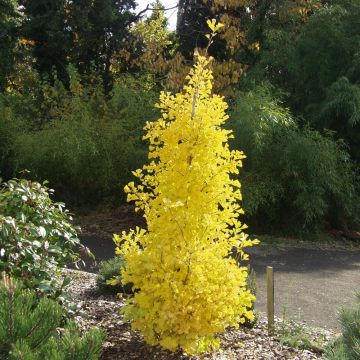 Ginkgo biloba Blagon