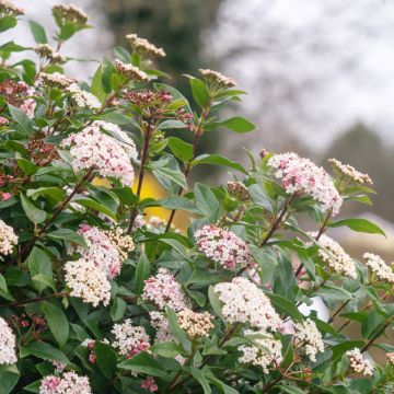 Viburnum Tino Gwenllian Viburnum Tino Gwenllian