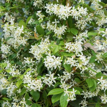 Jasmin Etoilé, Trachelospermum jasminoides