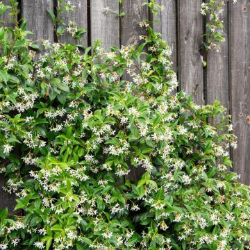 Gelsomino Stellato o Rincospermo o Trachelospermum jasminoides