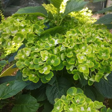 Ortensia o Hydrangea macrophylla GREEN EVER BELLES ® Hortmagreclo