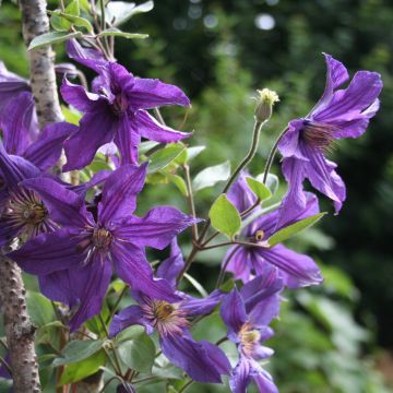Clematide arbustiva SAPHYRA ® Violetta Vasetto da 8/9 cm