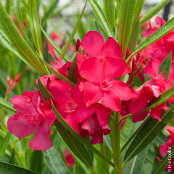 Oleandro o Nerium oleander Jannoch