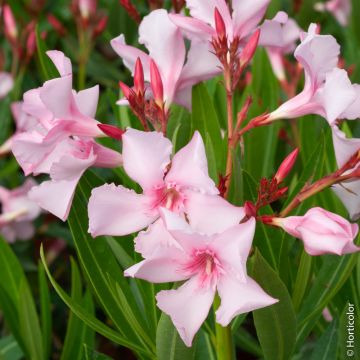 Laurier-rose ou Nerium oleander Villa Romaine